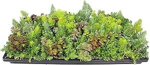Altman 10" x 20" Hardy Sedum Groundcover Mat